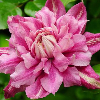 Клематис крупноцветковый Патрисия эн Фретвелл