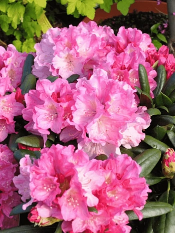 Рододендрон якушиманский Kalinka