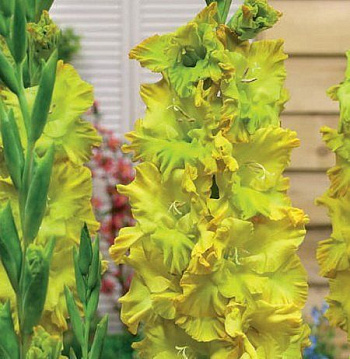 Гладиолус крупноцветковый Блитц