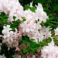 Азалия крупноцветковая White Lights