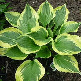 Хоста гибридная Твилайт