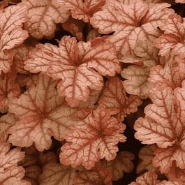 Гейхерелла Honey Rose