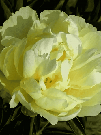 Пион Молочноцветковый Gold Mine