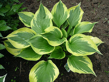 Хоста гибридная Твилайт