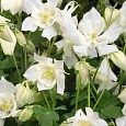 Аквилегия вееровидная Spring Magic  White