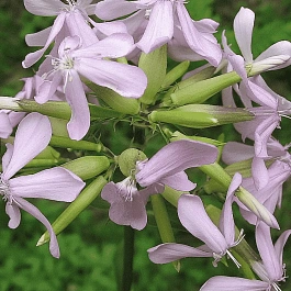 Мыльнянка лекарственная