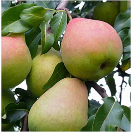 Груша плодовая Мраморная