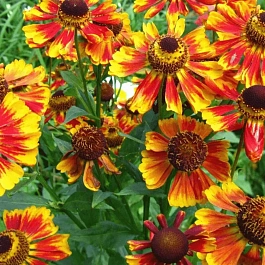 Гелениум Feuersiegel