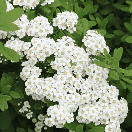 Спирея ниппонская Halward's Silver