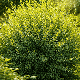 Ива пурпурная Usni