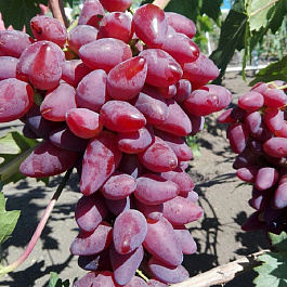 Виноград плодовый Дубовский розовый