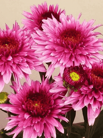 Хризантема  Beppie Purple