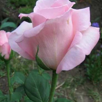 Роза чайно-гибридная Мархенкёнигин Роза чайно-гибридная Мархенкёнигин