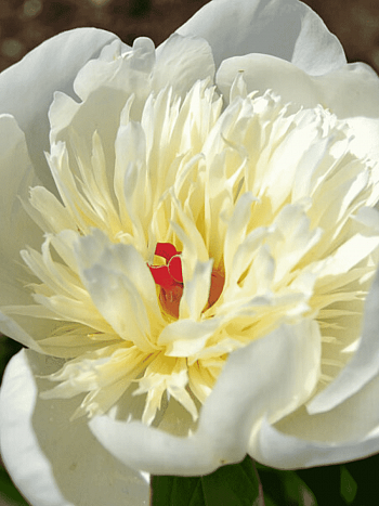 Пион Молочноцветковый Immaculee