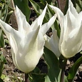 Тюльпан Ballade White