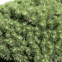 Сосна горная Benjamin