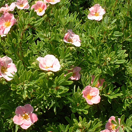 Лапчатка кустарниковая Ловели Пинк