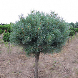 Сосна обыкновенная Ватерери штамб