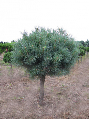 Сосна обыкновенная Ватерери штамб