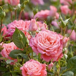 Роза Аллегро Симфони Штамб