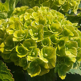 Гортензия крупнолистная Green Ever Belles