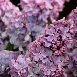 Сирень обыкновенная Вечерняя Москва