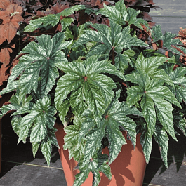 Бегония New Hybrid