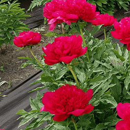 Пион молочноцветковый Many Happy Returns