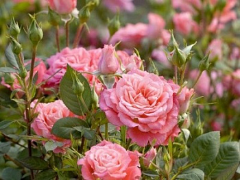 Роза Аллегро Симфони Штамб