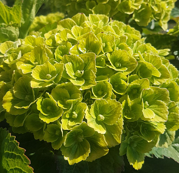 Гортензия крупнолистная Green Ever Belles
