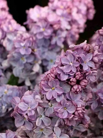 Сирень обыкновенная Вечерняя Москва