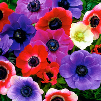 Анемона корончатая де Кан Смесь окрасок