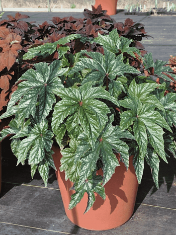 Бегония New Hybrid