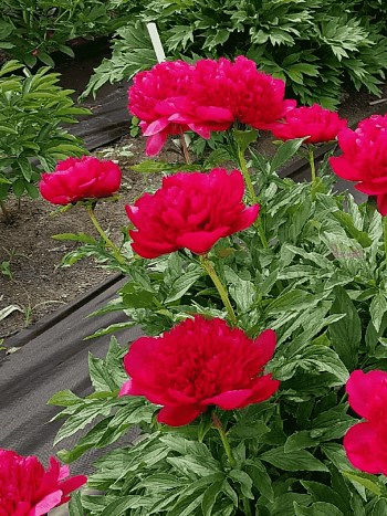 Пион молочноцветковый Many Happy Returns