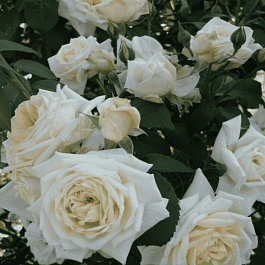 Роза Плетистая Ilse Krohn Superior