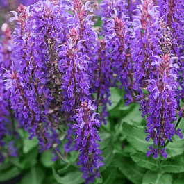 Шалфей дубравный Rianne