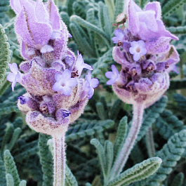 Лаванда зубчатая