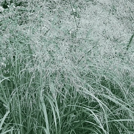 Просо прутьевидное Prairie Sky