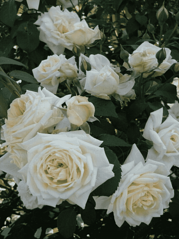 Роза Плетистая Ilse Krohn Superior