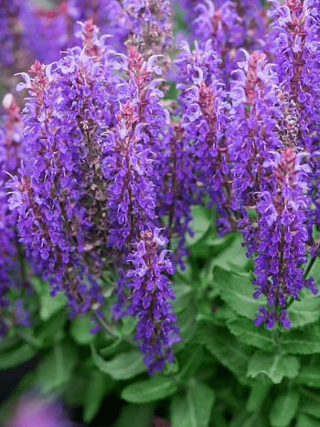 Шалфей дубравный Rianne