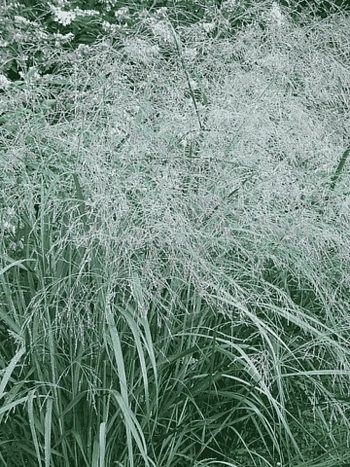 Просо прутьевидное Prairie Sky