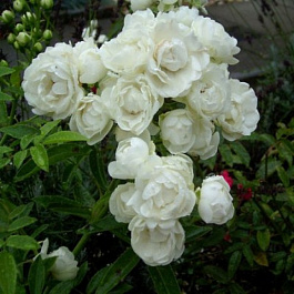 Роза миниатюрная Вит Морсдаг