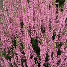 Вереск обыкновенный Reui