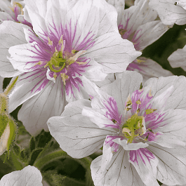 Герань луговая Double Jewel