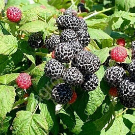 Малина черноплодная Кумберленд Малина черноплодная Кумберленд