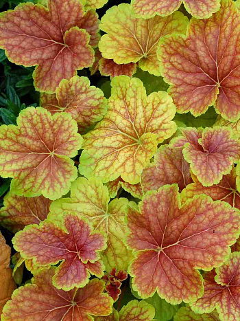 Гейхера Delta Dawn