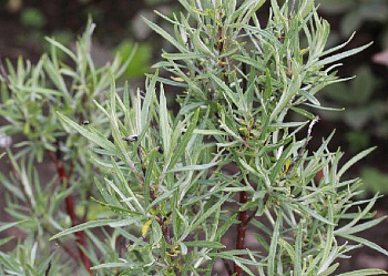 Ива лохолистная