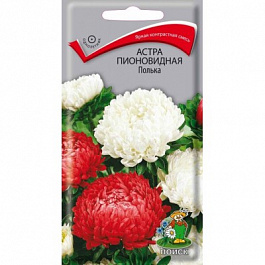 Астра пионовидная Полька