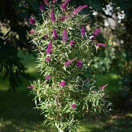 Буддлея давида Butterfly Tower