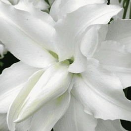 Лилия My Wedding